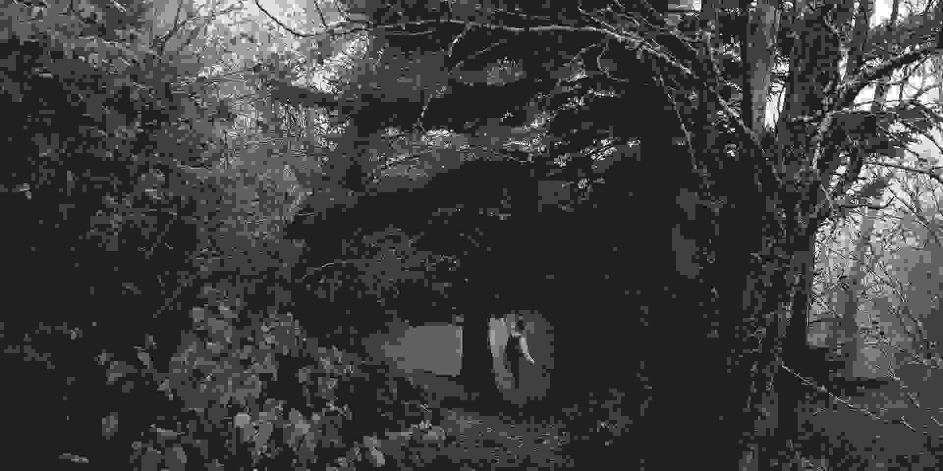 SAMPLE/_will-swann-459480 Hiking in woods